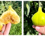 2 CUTTINGS Fig Tree Cutting “Constatine de Algerie”  - £38.43 GBP