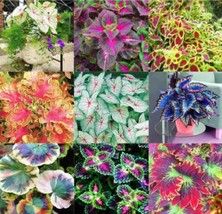 100 pcs Coleus Blumei Seeds Mixed 9 Colors FRESH SEEDS - £8.24 GBP
