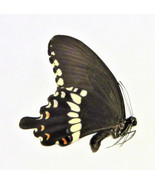 One Real Papilio Polytes Ledebouria Butterfly, Philippines, UNMOUNTED, W... - £6.30 GBP