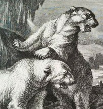 TWO POLAR BEARS ON COAST Authentic 19th Century 1885 LITHOGRAPH PRINT Sp... - $9.45