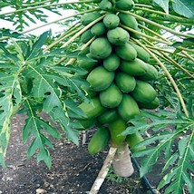 20 Seeds Dwarf Hawaiian Solo Sunrise Strawberry Papaya Tree Heirloom Seeds Fast - £13.08 GBP