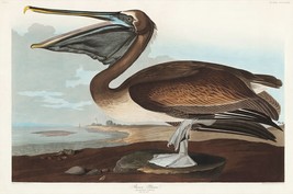 12130.Poster print or Canvas wall decor interior design.Audubon bird.Pelican - £12.65 GBP+