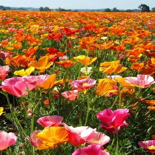1000 Seeds California Poppy Mission Bells Mix Brilliant Colors Meadow Non-GMO - £11.42 GBP