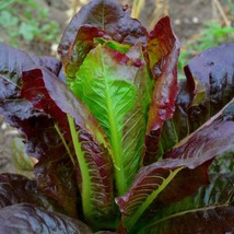 500 Super Red Romaine Seeds Non Gmobeautiful Color&amp;Flavor - £5.97 GBP