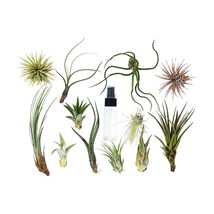 Tillandsia Air Plant Variety Pack - 16 Pieces, Spray-Friendly - $1,772.69 MXN
