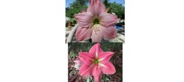 SR Cross pollinated Amaryllis Hippeastrum Sweet Star X Terra Cotta Star ... - £20.03 GBP