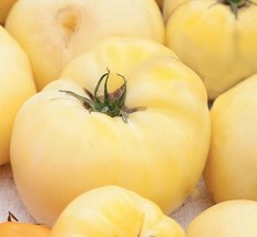 SMR White Wonder Beefsteak Tomato Seeds Fresh Garden - $13.53