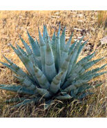 10pcs Agave chrysantha Succulents Garden Plants Seeds - $365.78 MXN