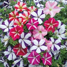 Petunia Garden Home Flowers Balcony Flowers, 100 Seeds - £11.42 GBP