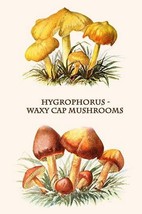 Hygrophorus - Waxy Cap Mushrooms By Edmund Michael - Art Print - £17.32 GBP+