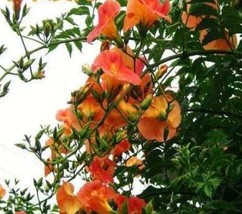 SL 20Pcs Campsis Seeds, Trumpet Vine, Trumpet Creeper Flower - Diy Home Garden D - $5.52