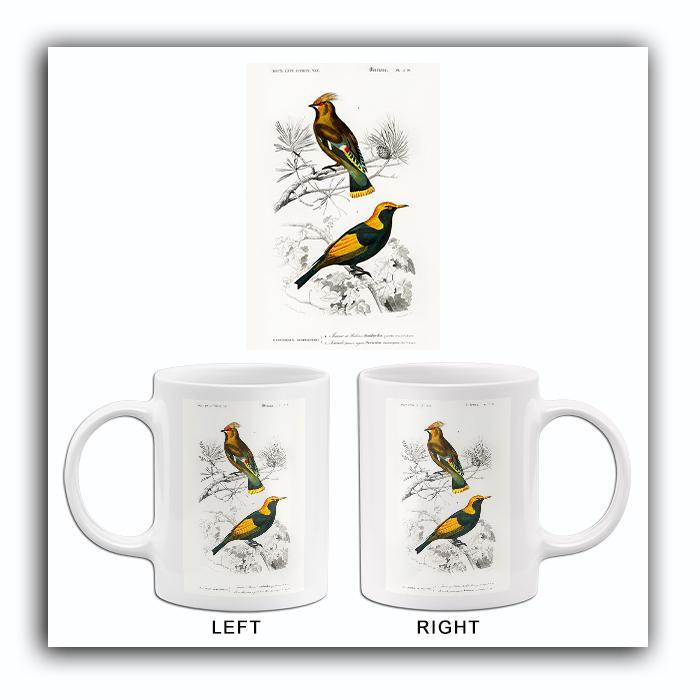 Bohemian Waxwing & Regent Bowerbird - 1849 - Bird Illustration Mug - $23.99 - $27.99