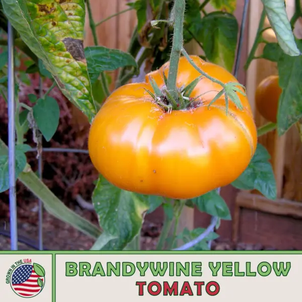 10 Brandywine Yellow Tomato Fresh Seeds - £10.38 GBP