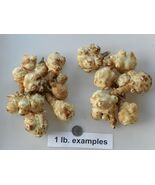 Sunchokes/Jerusalem artichokes   Mammoth White  Grown free of chemicals - €8,55 EUR+ Sunchokes/Jerusalem artichokes   Mammoth White  Grown free of chemicals - €8,55 EUR+