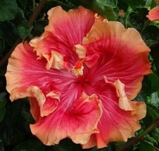 PWO 20 Double Red Orange Hibiscus Seeds Perennial Flower Seeds - £5.66 GBP