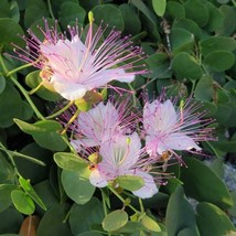 Caper Bush (Capparis Spinosa) - 10 Seeds USA SELLER - £6.47 GBP