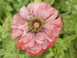 1000 Seeds Mixed Colors Double Shirley Poppy Papaver Rhoeas Flower  - $9.68