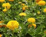 LWK 250 Canary Bird Zinnia Colorful Fresh Harvest Fast Shipping - $14.12