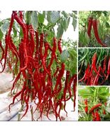 50 Pcs Giant Spicy Red Chili Hot Pepper Seeds - $7.91 CAD