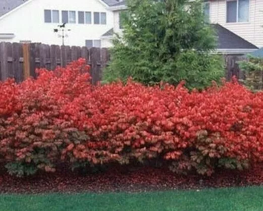 Dwarf Burning Bush/Shrub Live Plant Bare Root 6-12