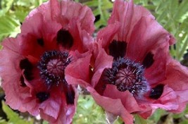 TH 35 Seeds Plum Pudding  Papaver Pink And Black Poppy Orientale Flower Seeds Pe - £11.86 GBP