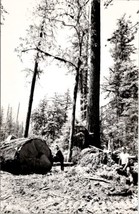 Loggers Occupational Lumberjack Giant Huge Downed Tree Real Photo Postca... - $14.95