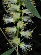 Willow Bottlebrush - Melaleuca lophantha- 100+ Seeds - (W 127) - $4.99