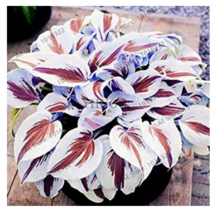 SEEDS 200pcs/pack Hosta Bosai Plantain Beautiful Lily Flower White Lace  - £6.26 GBP