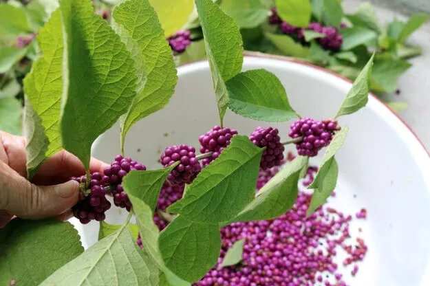  American Beautyberry Seeds Edible 200 Seeds - $7.00