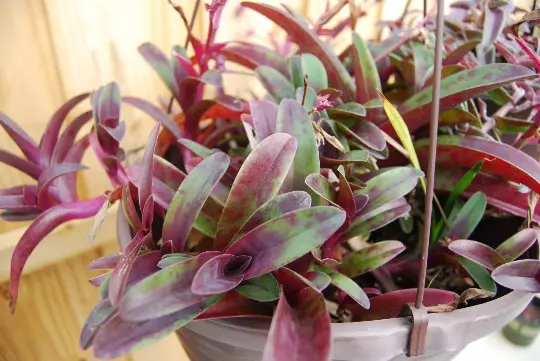 Setcreasea Tradescantia Pallida Tampicana - Uncommon Wandering Jew Cutting - $17.00