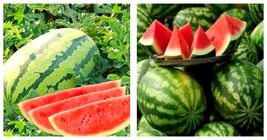 30pcs Lazy Melon King Watermelon Bonsai red Meat Garden Fruit - (Color: 1) - £7.83 GBP
