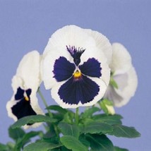 New Seeds 50 Seeds Pansy Majestic Giant Blue And White Flower Seeds USA Seller - $17.14