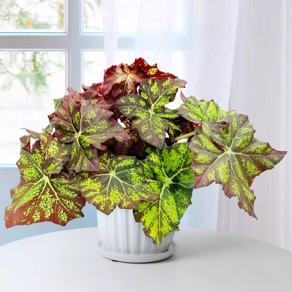 JGBO 15 Seeds Begonia Lime Truffle House Plant Garden Flowers USA Seller - $10.52