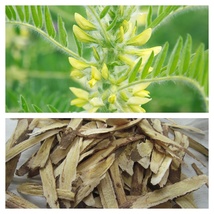 Astragalus - Huang Qi (Astragalus membranaceus) - 25 Seeds - $7.99