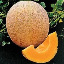 USA Seller 200 Hales Best Cantaloupe Seeds Fast Shipping - $17.21