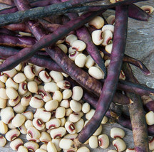 100 seeds Fresh Pink Eye Purple Hull Pea Harvested Heirloom Seeds Instant Garden - £9.89 GBP