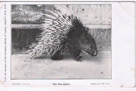 United Kingdom UK Postcard Porcupine Zoological Gardens Of London - £2.82 GBP