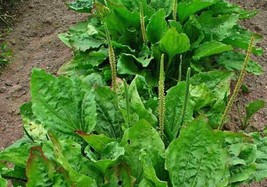 SEPTH 100+ Broadleaf Plantain Seeds (Plantago major) Waybread, Greater P... - $5.31