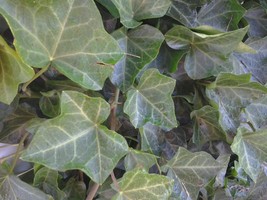 Baltic Ivy Sub Zero 5 Bare Root Plants(Hedera Helix) - $5.99