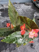 Torch Red Angel Wing Begonia Live Plant~ 10 To 12&quot; Tall~Ship On 4&quot; Pot~A... - £21.56 GBP