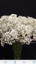 3 bunches Fresh babys breath decor, Gypsophila fillers (  35- 40 stems a... - £129.95 GBP