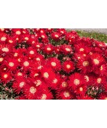 100 Gelato Bright Red Ice Plant Mesembryanthemum Daisy Livingstone Bulk ... - $16.30 CAD