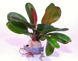 Echinodorus Hadi Red Pearl One Bundle - Aquatic Live Plants Super Price!!!!! - £5.42 GBP