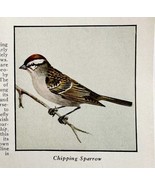 Chipping Sparrow Bird Print 1931 Blue Book Birds Of America Animals Art ... - $19.99