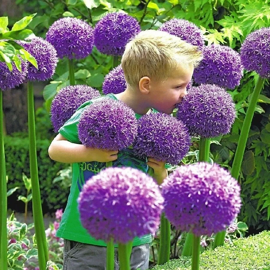 SGH Gladiato Allium Giant Gladiator Wild Ornamental Flower Onion Plantin... - $9.73