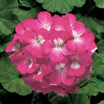 2R9D8 Geranium Ringo Pink 100 Fresh Seeds USA Seller - £28.54 GBP