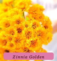 7324 zinnia golden pop thumb200