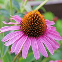 New Fresh Seeds 30 Mangus Purple Cone Flower Seeds Echinacea Purpurea Magnus - $12.80