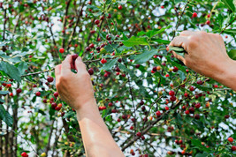 FA Store 15 St Lucie Cherry Tree Seeds (Prunus Mahaleb) Greek Spice Medi... - £7.15 GBP