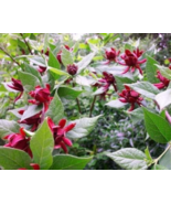 Sweet Shrub 6-12&quot; Tall in a Quart Pot - $54.65 CAD